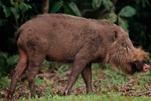 borneo pig